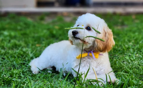 «Le mordió el cuello y no pudimos hacer&nbsp;nada»