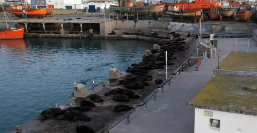 Puerto de Mar del Plata, Gripe Aviar en Lobos Marinos