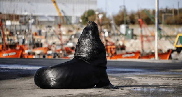 Ya murió el 10% de lobos marinos de Mar del&nbsp;Plata